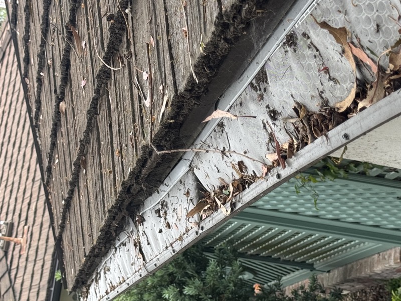 Gutter clogged with leaves and debris